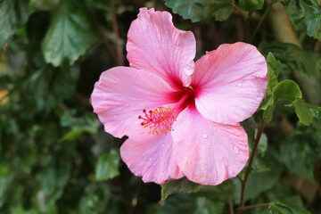 Hibiscus île de La Réunion