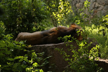 Sleeping lion from the back