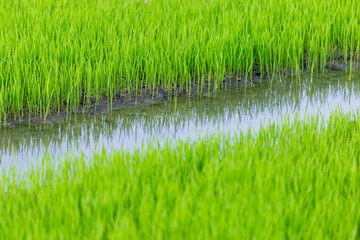selective focus The rice plant is still young and green. The water is full of rice. Looks comfortable in the rice fields of Thailand. comfortable green background image