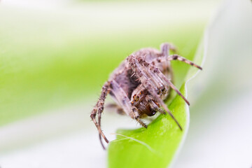 spider on leaf
