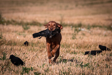 dr&oacute;tszoru magyar vizsla, Ungarisch Drahthaar, Lockjagd, Kr&auml;henjagd, Ungarischer Vorstehhund, Apportieren, Apport, Raubwild, Raubwildbejagung, Vizsla
