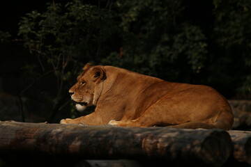 Lion on the wooden decks