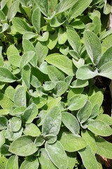 green leaves background