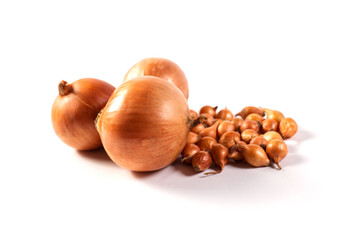 Seeds of onion and growed onion. Onion from seeding to harvest.