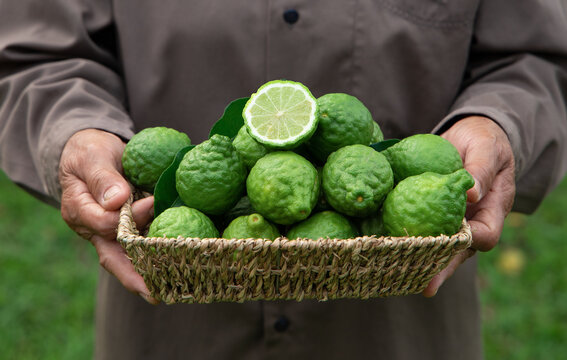 Bergamot Fruit In A Basket Holding By Woman Hand