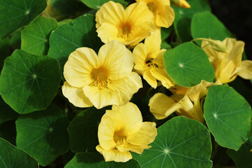 Yellow nasturtium flowers in the garden