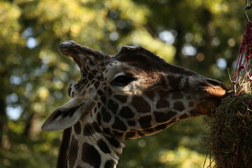 giraffe eating grass from the feeder