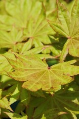 autumn leaves on a tree
