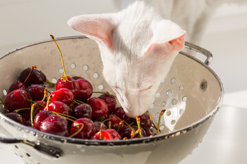 White cat eating red ripe organic sweet cherry in the white steel colander. Healthy vegan food.