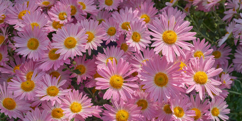 Floral background with pink chrysanthemum flowers in natural sunlight.