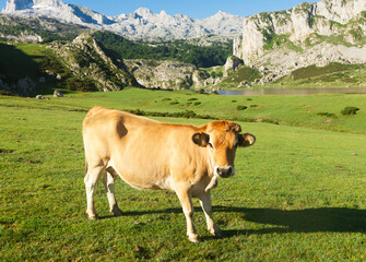 Fototapeta na wymiar Asturian Mountain cattle cow sits on the lawn in a national park