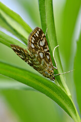 Seerosenzünsler, Laichkraut-Zünsler // brown china mark (Elophila nymphaeata)