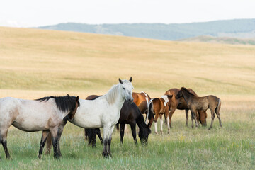 Obraz premium A herd of wild horses grazes in the mountains