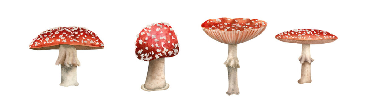 Watercolor mushrooms set. Botanical illustration with  Fly agaric, amanita red mushroom