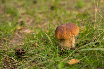 Beautiful mashroom in grass, backlight macro shoot