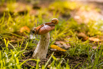 Beautiful mashroom in grass with snail on hat, backlight macro shoot © Viktoryia Kam