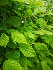 Junge Buchenblätter