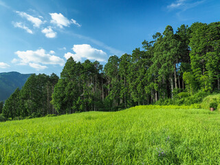 京都府 比叡山 東海自然歩道