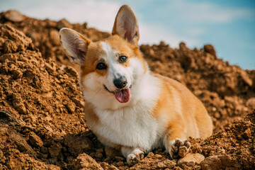 portrait of a small red dog against the sky