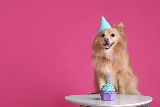 Cute dog wearing party hat at table with delicious birthday cupcake on pink background. Space for text