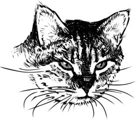 Freehand drawing of portrait cute domestic cat