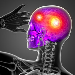 3d render medical illustration of the skull © maya2008