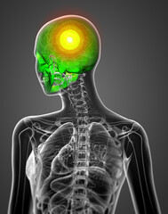 3d render medical illustration of the skull © maya2008