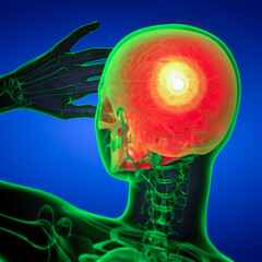 3d render medical illustration of the skull - obrazy, fototapety, plakaty