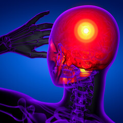 3d render medical illustration of the skull © maya2008