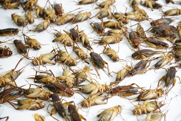 Brachytrupes portentosus is a food in Thailand.