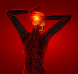 3d render medical illustration of the skull © maya2008