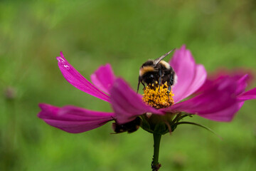 Macro photo of bumblebee pollinating flower