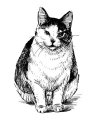 Freehand drawing of sitting black and white domestic cat