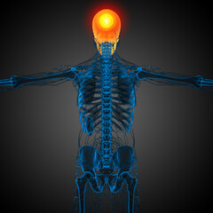 3d render medical illustration of the skull © maya2008