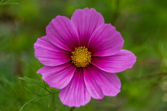 Closeup on big pink flower