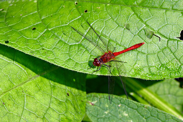 Ruddy darter // Blutrote Heidelibelle (Sympetrum sanguineum) 