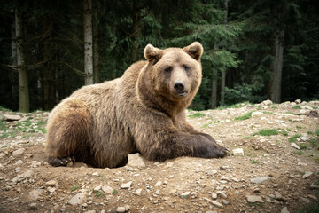 Fototapeta na wymiar Brown wild bear portrait in green summer forest