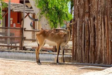 The lechwe in an artificial habitat. African antelope of the genus Kobus.
