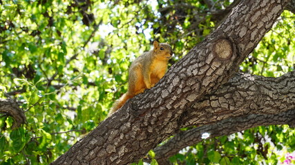 squirrel on a tree