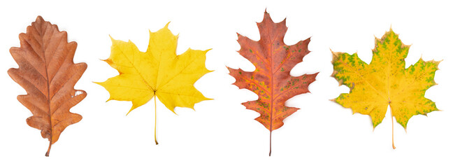 Autumn leaves isolated on white background.