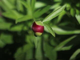 A close up of a flower