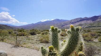 cactus in the desert