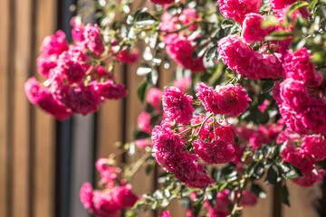 Rose flower blooming on wooden background  in roses garden. Nature.