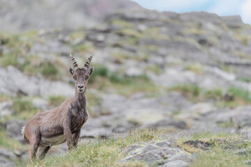 Fine art portrait of Ibex male with blue sky on background (Capra ibex)