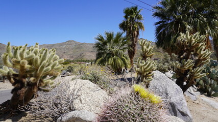 cactus in the desert