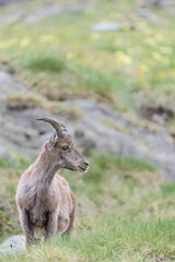 Young ibex male in spring season (Capra ibex)