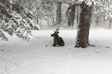 Blurred deer animal lying on snow in winter forest