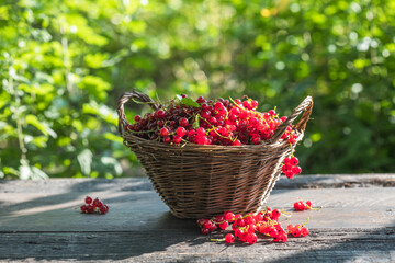 Ripe red currant berries in a bowl  on a rustic wooden background