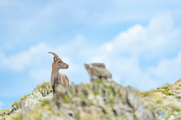 Alpine ibex female on the peak with blue sky on background (Capra ibex)