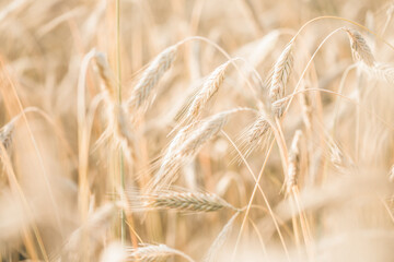The setting sun shines with rays on the ears of wheat. Backgrounds of field wheat